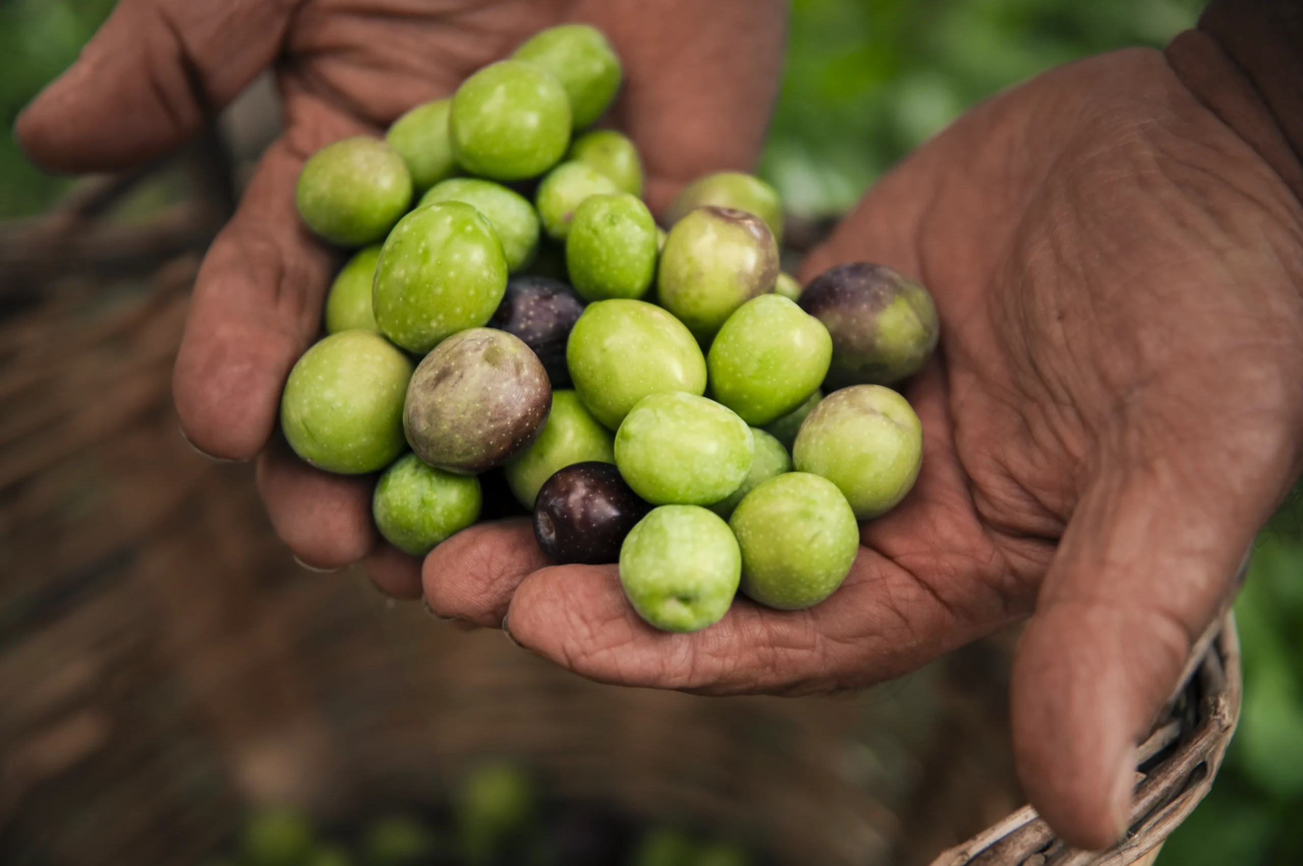 Raccolta a mano delle olive verdi nella Valle del Belice per l’Olio del Belice